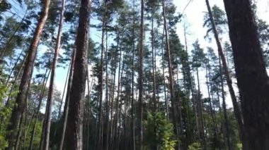 gün boyunca ormandaki ağaçlar