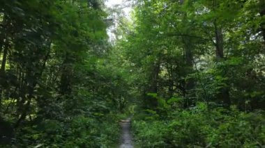 gün boyunca ormandaki ağaçlar