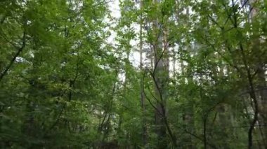 gün boyunca ormandaki ağaçlar