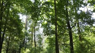 gün boyunca ormandaki ağaçlar