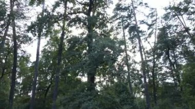 gün boyunca ormandaki ağaçlar