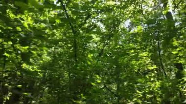 gün boyunca ormandaki ağaçlar