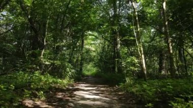 gün boyunca ormandaki ağaçlar