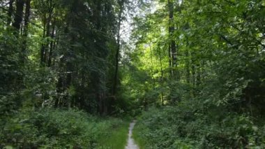 gün boyunca ormandaki ağaçlar