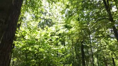 gün boyunca ormandaki ağaçlar