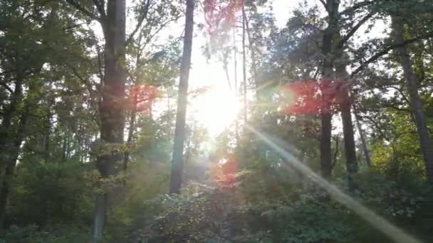 Bomen in het forest gedurende de dag — Stockvideo