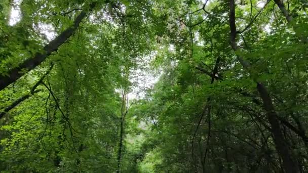 Arbres dans la forêt pendant la journée — Video