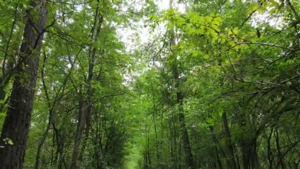 Arbres dans la forêt pendant la journée — Video