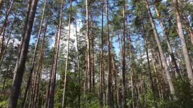 gün boyunca ormandaki ağaçlar