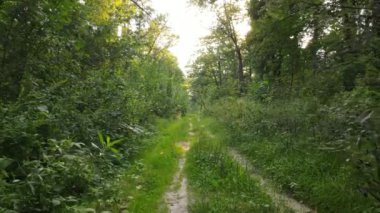 Bir yaz gününde ağaçlı orman, yavaş çekim.