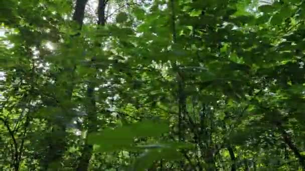 Деревья в лесу в течение дня — стоковое видео