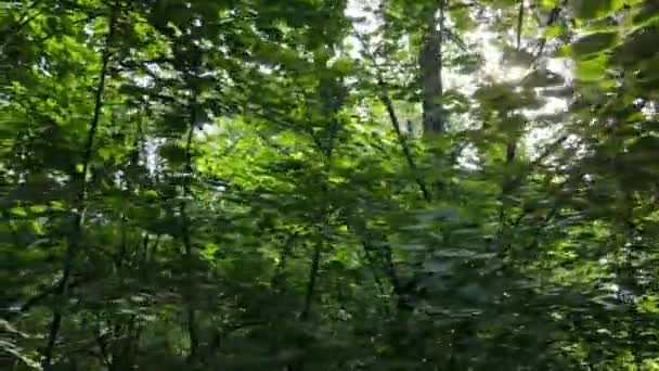 Árboles en el bosque durante el día — Vídeo de stock