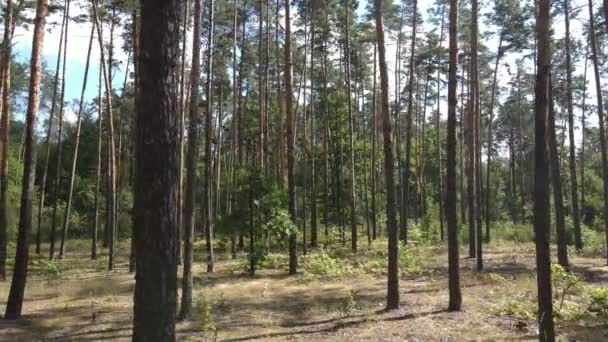 Träden i skogen under dagen — Stockvideo