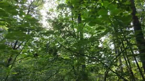 Floresta com árvores em um dia de verão, câmera lenta — Vídeo de Stock