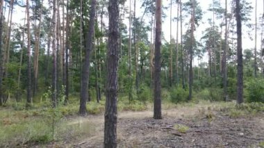 Bir yaz gününde ağaçlı orman, yavaş çekim.