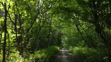 Bir yaz gününde ağaçlı orman, yavaş çekim.