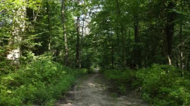 Bir yaz gününde ağaçlı orman, yavaş çekim.