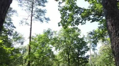 Bir yaz gününde ağaçlı orman, yavaş çekim.