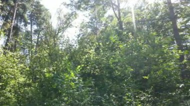 Bir yaz gününde ağaçlı orman, yavaş çekim.