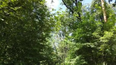 Bir yaz gününde ağaçlı orman, yavaş çekim.