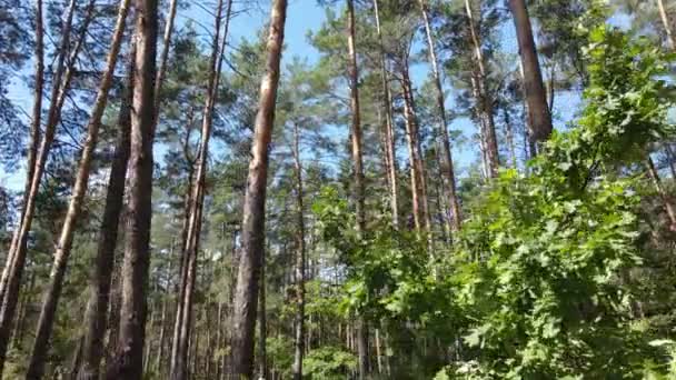 Floresta com árvores em um dia de verão, câmera lenta — Vídeo de Stock