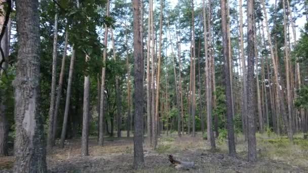 Bos met bomen op een zomerdag, slow motion — Stockvideo