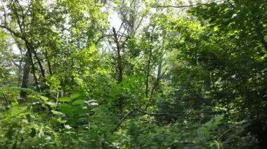 Bir yaz gününde ağaçlı orman, yavaş çekim.