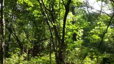 Bir yaz gününde ağaçlı orman, yavaş çekim.