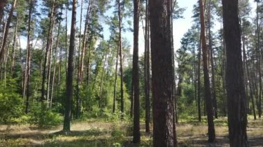 Bir yaz gününde ağaçlı orman, yavaş çekim.