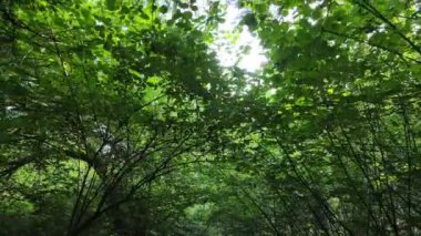 Bir yaz gününde ağaçlı orman, yavaş çekim.