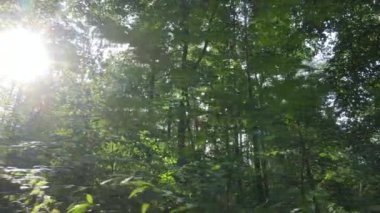Bir yaz gününde ağaçlı orman, yavaş çekim.