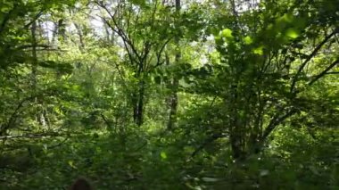 Bir yaz gününde ağaçlı orman, yavaş çekim.
