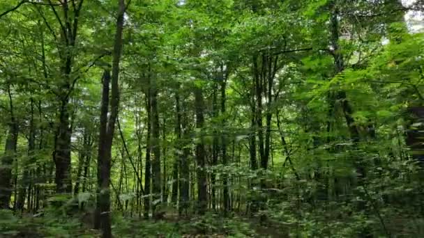 Skog med träd en sommardag, slow motion — Stockvideo