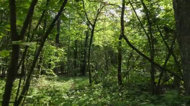 Skog med träd en sommardag, slow motion — Stockvideo