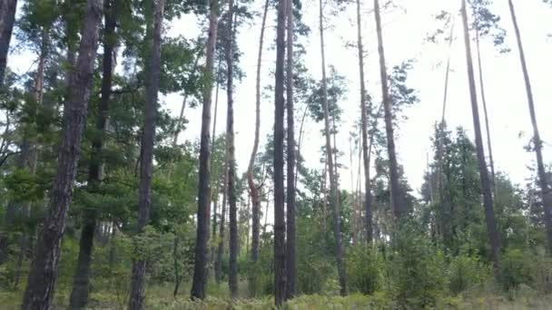 Wald mit Bäumen an einem Sommertag, Zeitlupe — Stockvideo