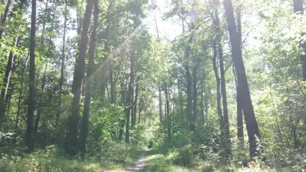 Wald mit Bäumen an einem Sommertag, Zeitlupe — Stockvideo