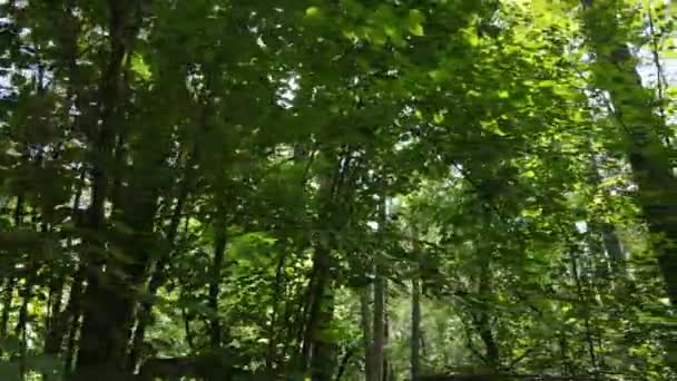Δάσος με δέντρα σε μια καλοκαιρινή μέρα, αργή κίνηση — Αρχείο Βίντεο