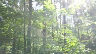 Bir yaz gününde ağaçlı orman, yavaş çekim.