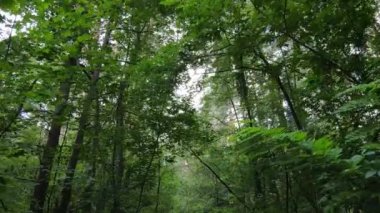 Bir yaz gününde ağaçlı orman, yavaş çekim.