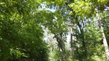 Bir yaz gününde ağaçlı orman, yavaş çekim.
