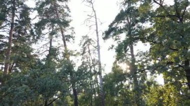 Bir yaz gününde ağaçlı orman, yavaş çekim.