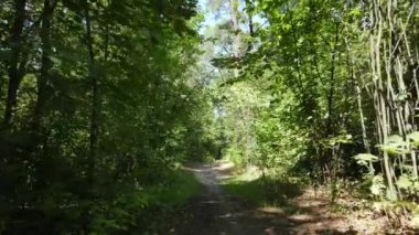 Bir yaz gününde ağaçlı orman, yavaş çekim.