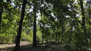 Bir yaz gününde ağaçlı orman, yavaş çekim.