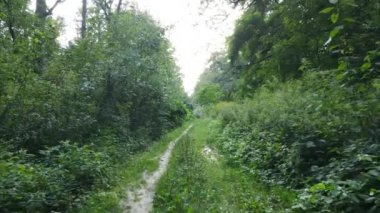 Bir yaz gününde ağaçlı orman, yavaş çekim.