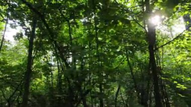 Bir yaz gününde ağaçlı orman, yavaş çekim.