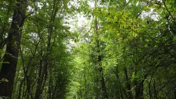 Floresta com árvores em um dia de verão, câmera lenta — Vídeo de Stock