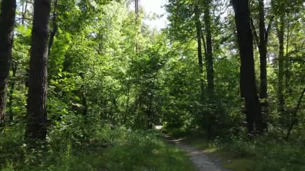 Bosque con árboles en un día de verano, cámara lenta — Vídeos de Stock