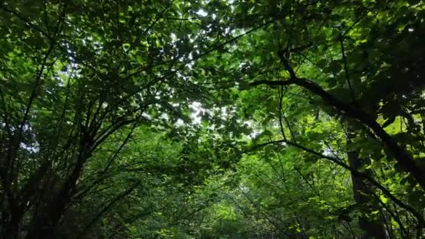 Bos met bomen op een zomerdag, slow motion — Stockvideo