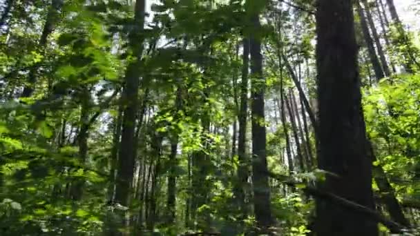 Bosque con árboles en un día de verano, cámara lenta — Vídeos de Stock