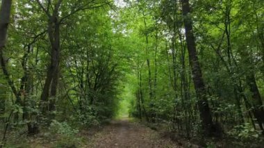 Bir yaz gününde ağaçlı orman, yavaş çekim.